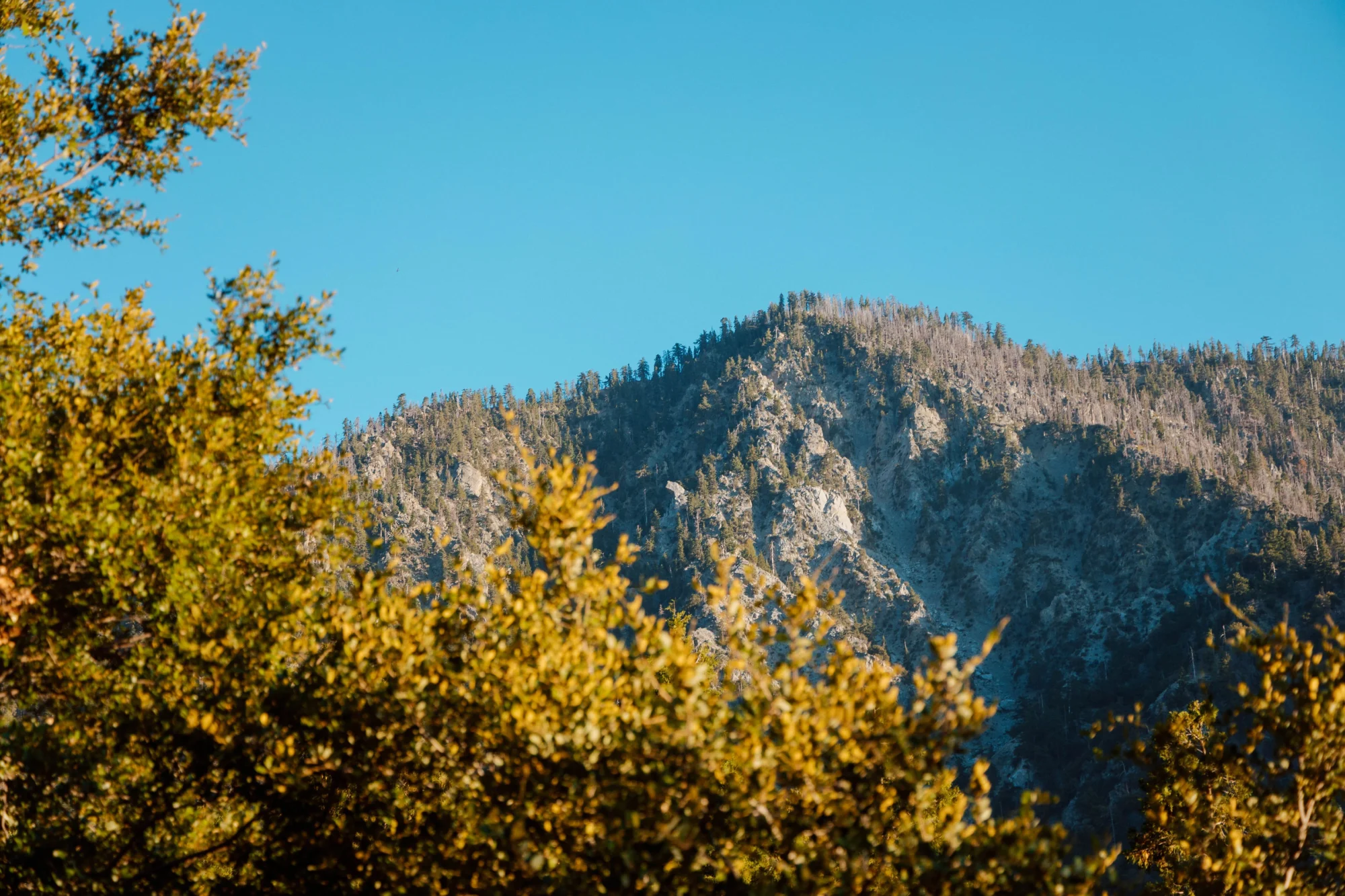 mountain cliff rock face scenic sky pine trees autumn foliage