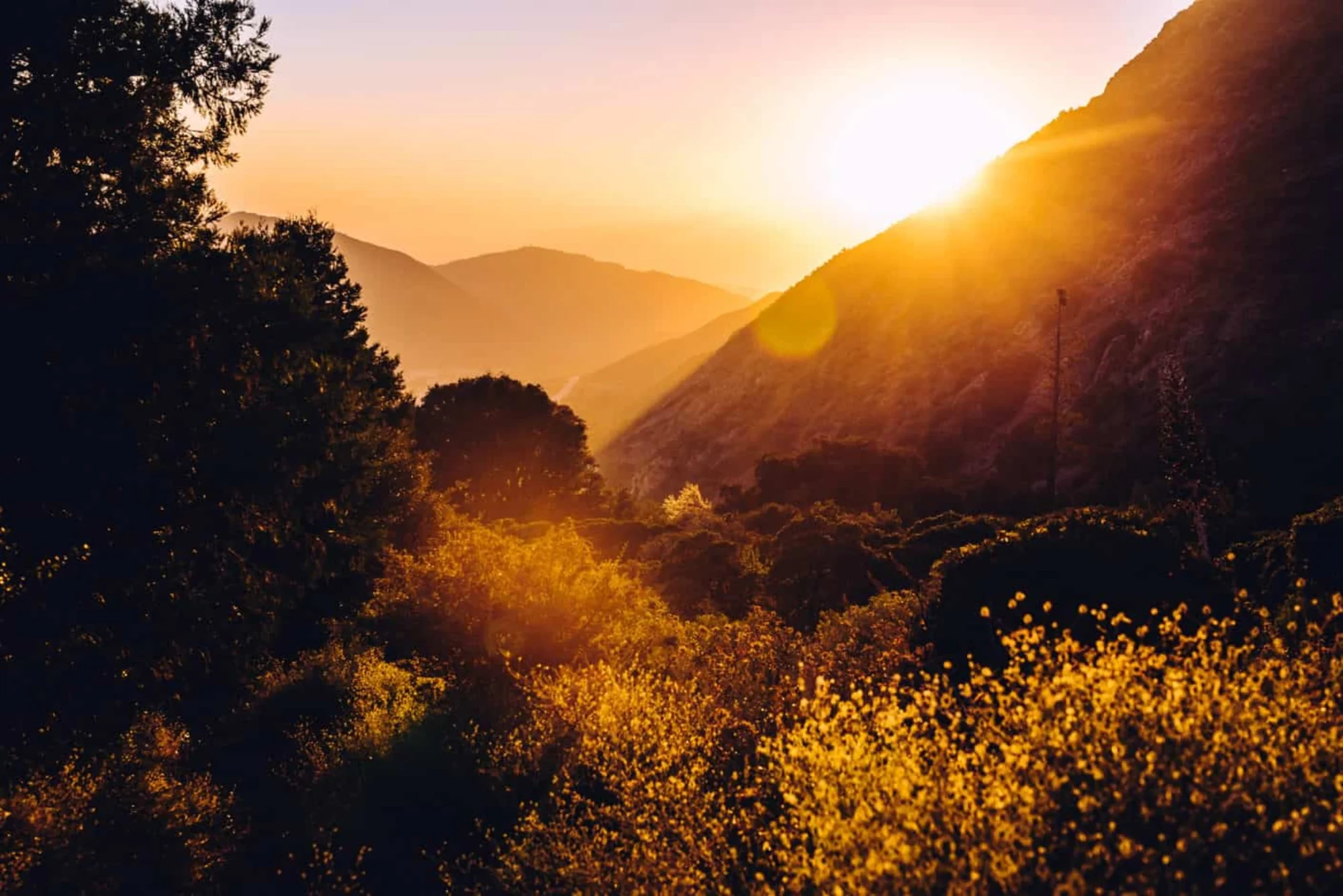 mountain sunset golden rays pine trees scenic landscape view