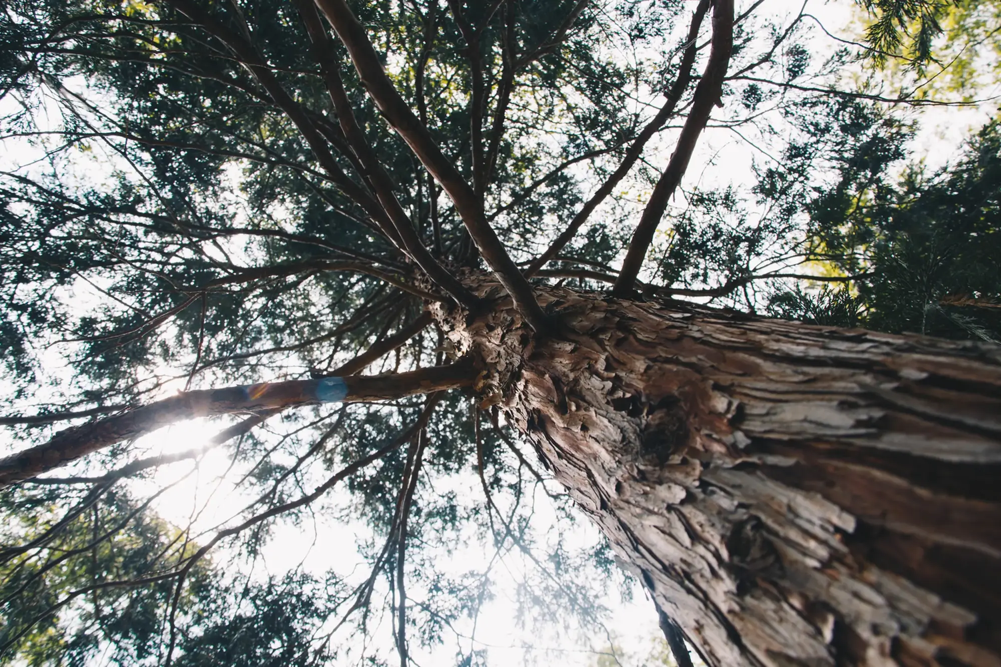 tree scenic best