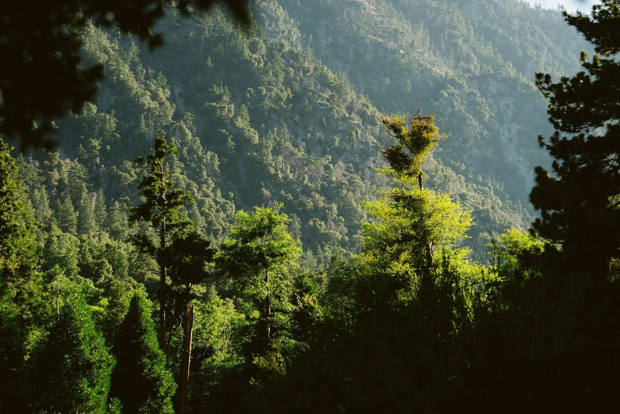 trees scenic nature